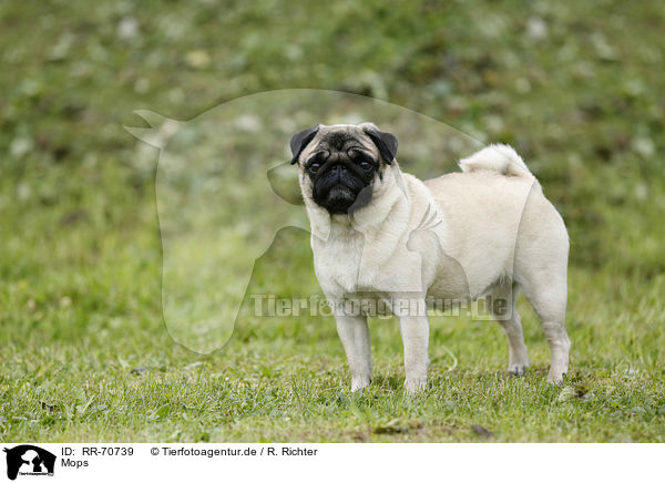 Mops / pug / RR-70739