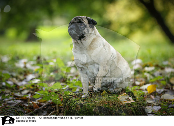 sitzender Mops / sitting pug / RR-70860