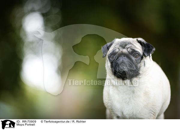 Mops Portrait / pug portrait / RR-70909