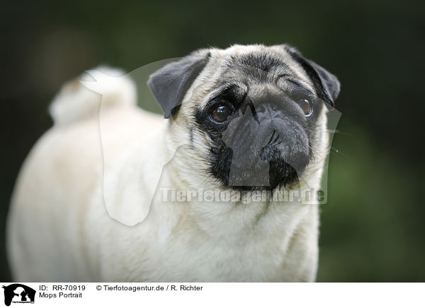Mops Portrait / pug portrait / RR-70919