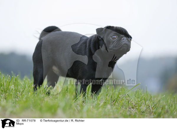 Mops / pug / RR-71078
