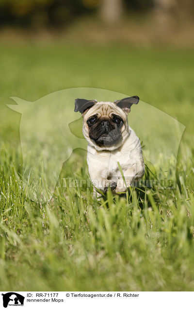 rennender Mops / running pug / RR-71177