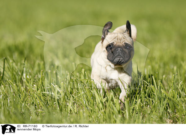 rennender Mops / running pug / RR-71180