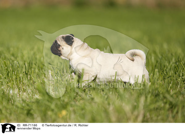 rennender Mops / running pug / RR-71186