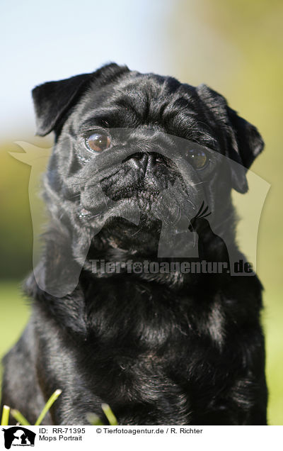 Mops Portrait / pug portrait / RR-71395