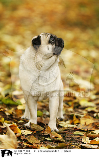 Mops im Herbst / pug in autumn / RR-71468