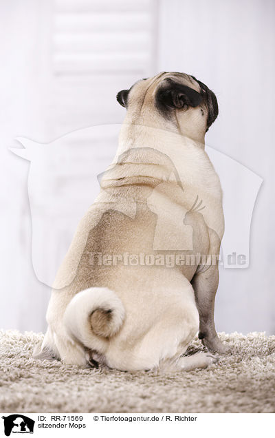 sitzender Mops / sitting pug / RR-71569