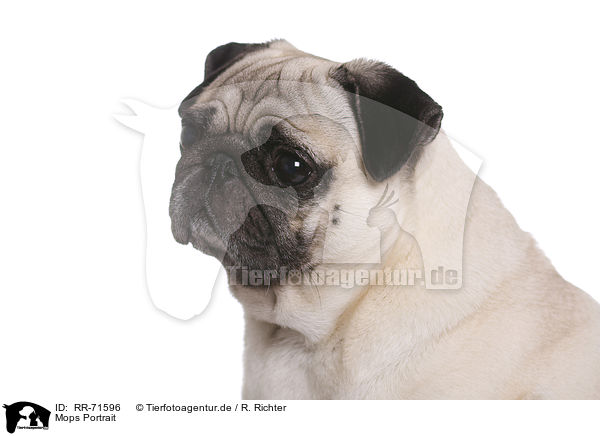 Mops Portrait / pug portrait / RR-71596