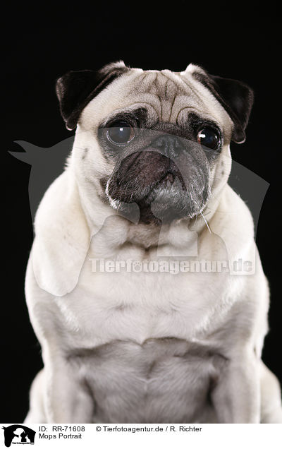 Mops Portrait / pug portrait / RR-71608