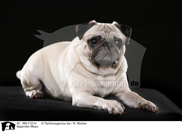 liegender Mops / lying pug / RR-71614