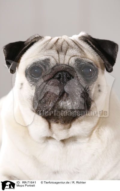 Mops Portrait / pug portrait / RR-71641