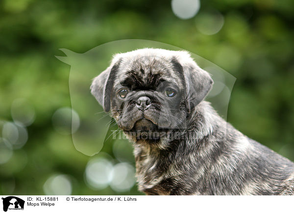 Mops Welpe / pug puppy / KL-15881