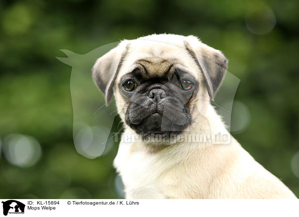 Mops Welpe / KL-15894