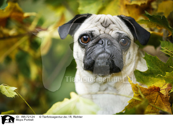 Mops Portrait / RR-72124