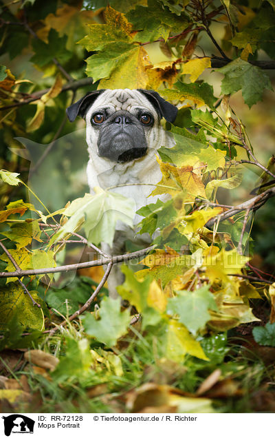 Mops Portrait / pug portrait / RR-72128