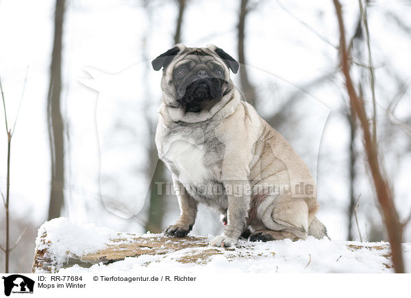 Mops im Winter / pug at winter / RR-77684