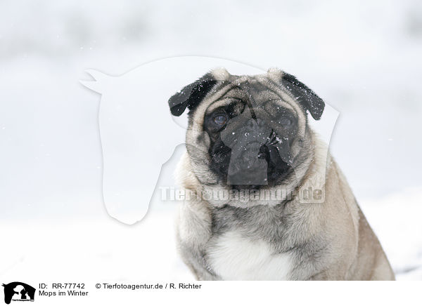 Mops im Winter / pug at winter / RR-77742