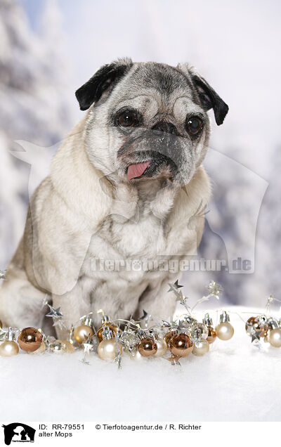 alter Mops / old pug / RR-79551