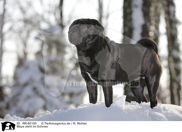 Mops steht im Schnee / pug stands in snow / RR-80195