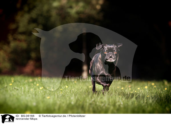 rennender Mops / running pug / BS-06166