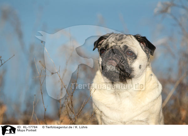 Mops Portrait / pug portrait / KL-17784