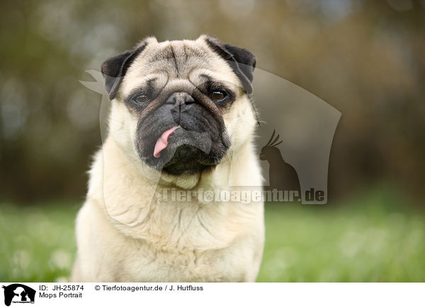 Mops Portrait / pug portrait / JH-25874