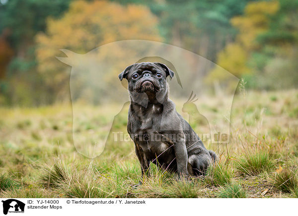 sitzender Mops / sitting pug / YJ-14000