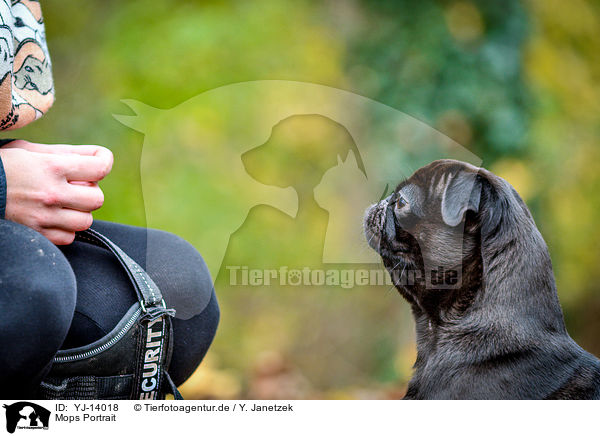 Mops Portrait / YJ-14018