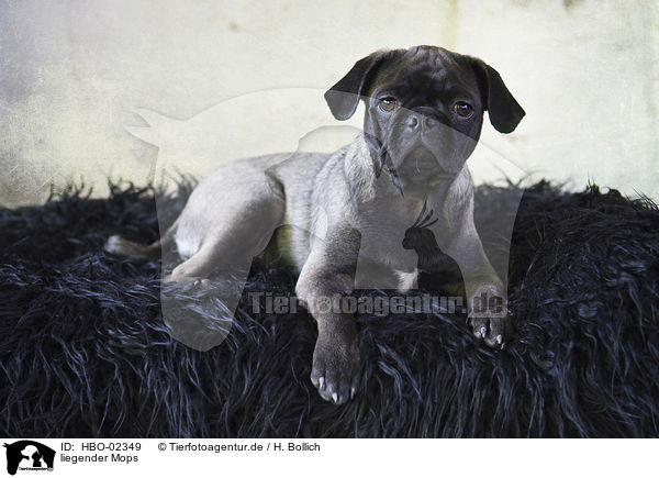 liegender Mops / lying pug / HBO-02349