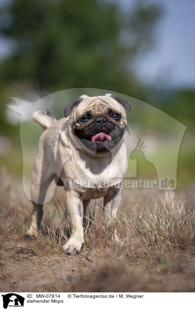 stehender Mops / standing Pug / MW-07814