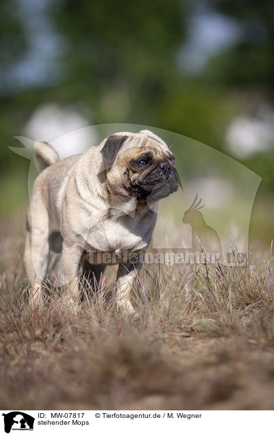 stehender Mops / standing Pug / MW-07817
