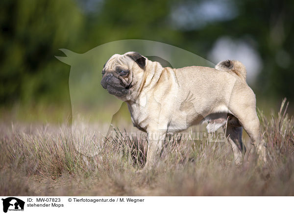 stehender Mops / standing Pug / MW-07823