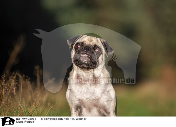 Mops Portrait / Pug Portrait / MW-08081