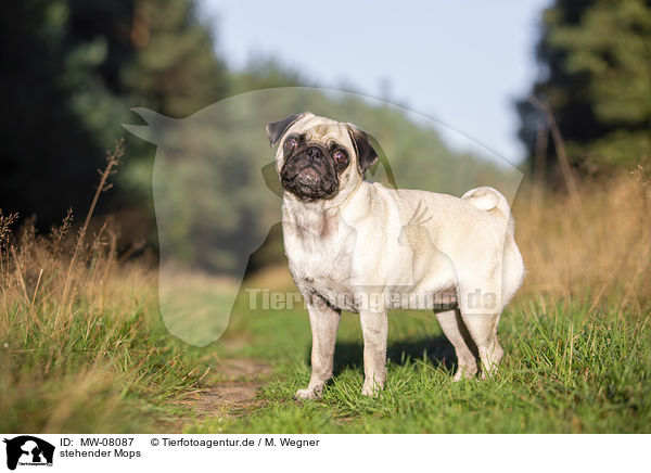 stehender Mops / standing Pug / MW-08087