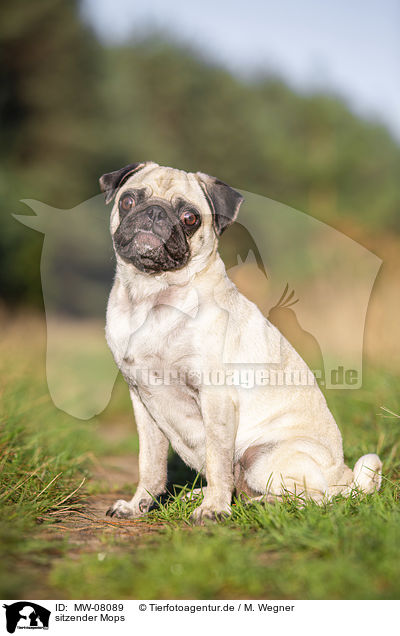 sitzender Mops / sitting Pug / MW-08089