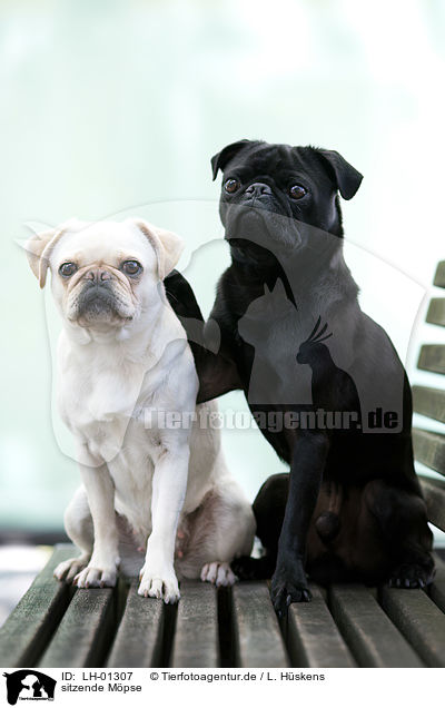 sitzende M�pse / sitting Pugs / LH-01307