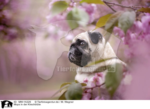 Mops in der Kirschbl�te / Pug in the cherry blossom / MW-14226