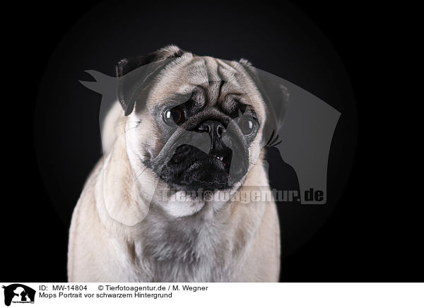 Mops Portrait vor schwarzem Hintergrund / pug portrait in front of black background / MW-14804