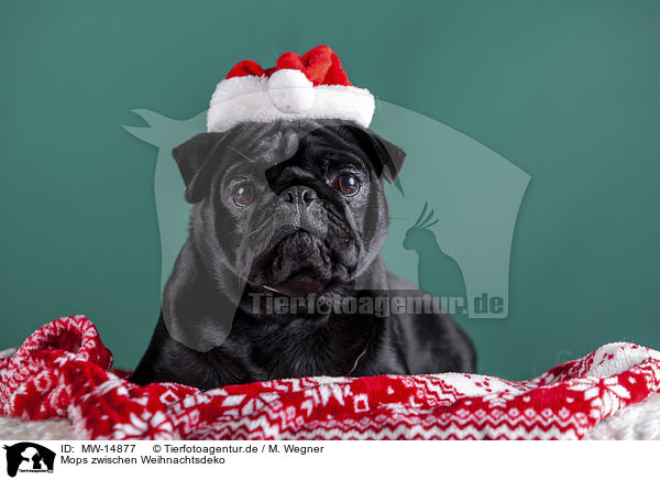 Mops zwischen Weihnachtsdeko / pug between christmas decoration / MW-14877