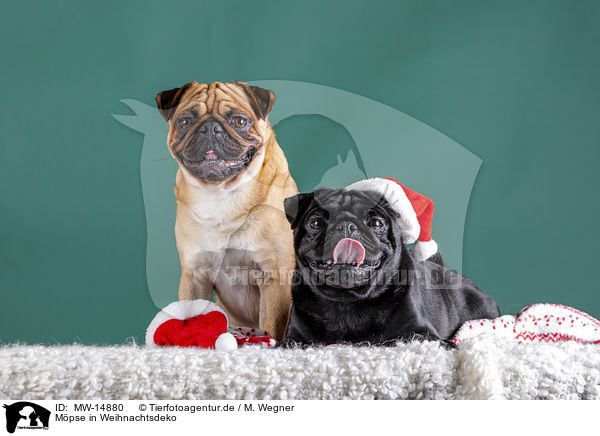 M�pse in Weihnachtsdeko / pugs in christmas decoration / MW-14880