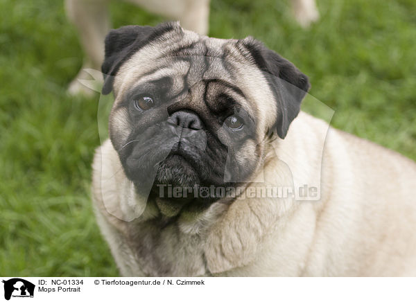 Mops Portrait / NC-01334