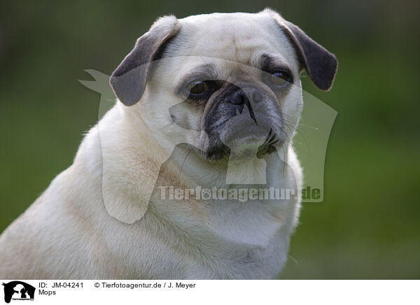 Mops / pug / JM-04241
