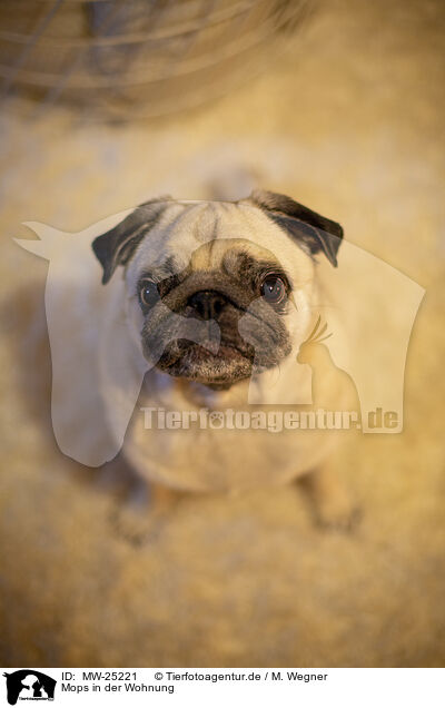 Mops in der Wohnung / Pug in the apartment / MW-25221