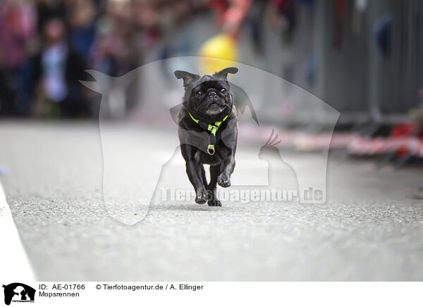 Mopsrennen / pug race / AE-01766