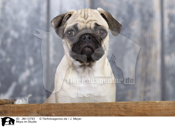 Mops im Studio / pug in studio / JM-13793