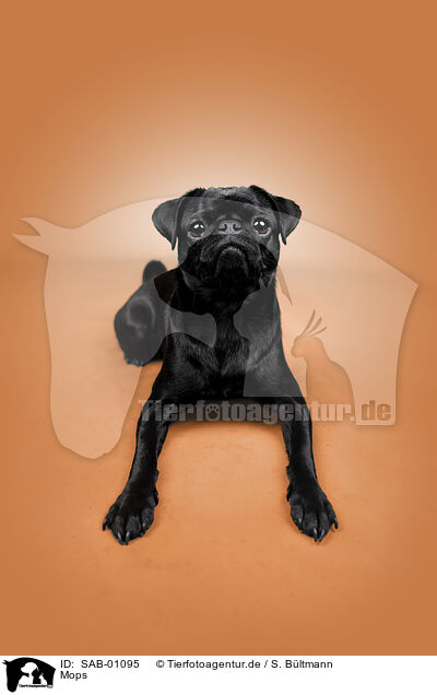 Mops / pug / SAB-01095