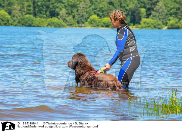 Neufundl�nder wird ausgebildet zum Wasserrettungshund / Newfoundland is trained as a water rescue dog / SST-18841