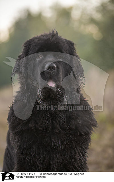 Neufundl�nder Portrait / Newfoundland Portrait / MW-11427