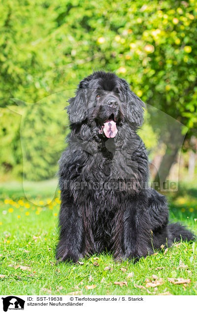 sitzender Neufundl�nder / sitting Newfoundland / SST-19638