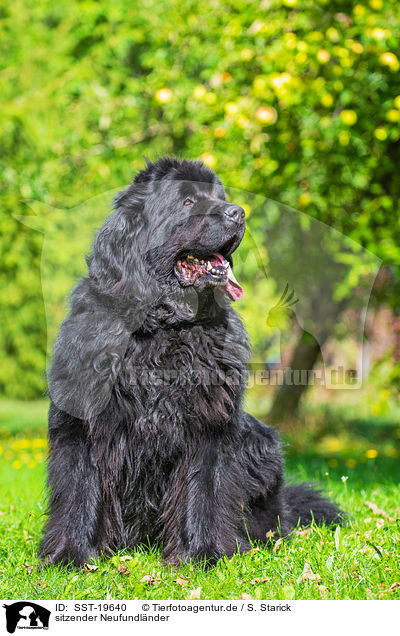sitzender Neufundl�nder / sitting Newfoundland / SST-19640